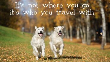 Dog travelers